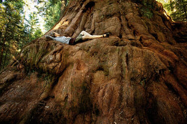 Giant Sequoia Sequoiadendron giganteum TreeGirl
