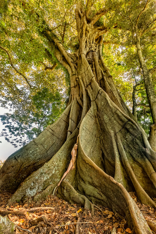 TreeGirl–Morton Bay Fig–FIcus macrophylla TreeGirl: with Nature