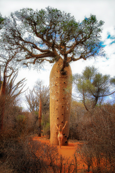 Baobabs Madagascar Adansonia Grandidieri Adansonia