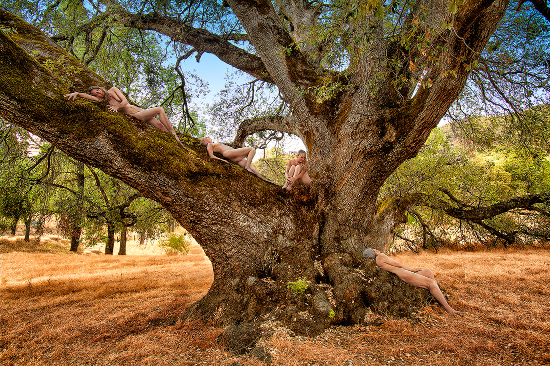 Treegirl Canyon Live Oak Quercus Chrysolepis Treegirl