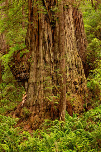 Coast Redwood Sequoia sempervirens 