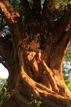 Nyala Tree Xanthroceris zambesiaca