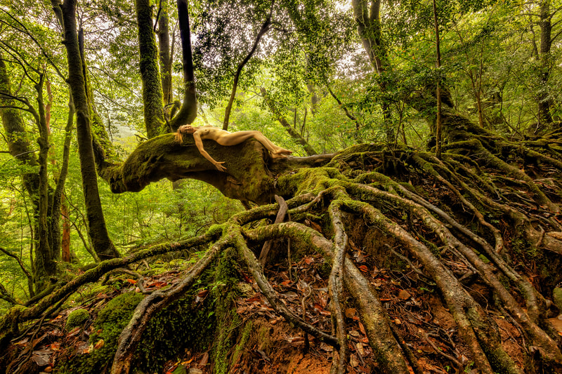 TreeGirl -Coast Redwood - Sequoia sempervirens - TreeGirl 