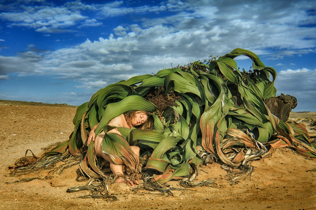 TreeGirl–Welwitschia – Welwitschis mirabilis   TreeGirl: Intimacy